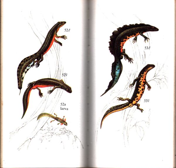 A. Čaputa, J. Holčík, Z. Berger: ATLAS CHRÁNENÝCH ŽIVOČÍCHOV SLOVENSKA