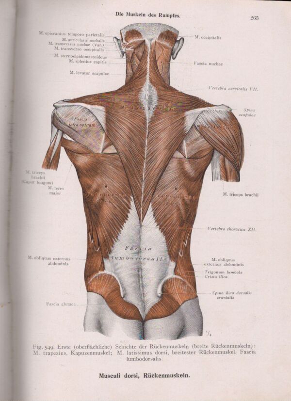 TOLDTŮV ANATOMICKÝ ATLAS PRO STUDUJÍCÍ A LÉKAŘE