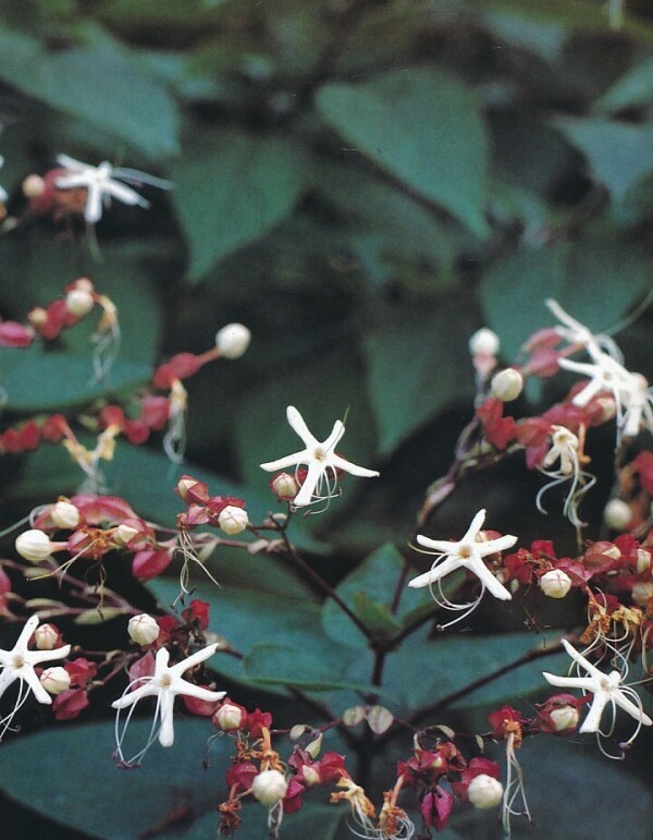 Rastislav Bero, Ivo Tábor, Ivan Tomaško: ARBORÉTUM MLYŇANY