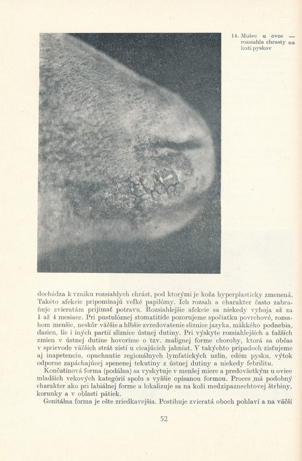 Leopold Vrzgula a kol.: CHOROBY OVIEC