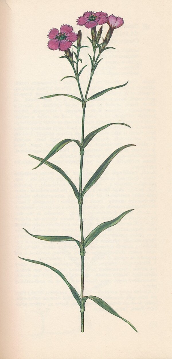 J. Májovský, F. Činčura, V. Feráková, L. Šomšák: RASTLINY VÔD, MOČIAROV A LÚK 3
