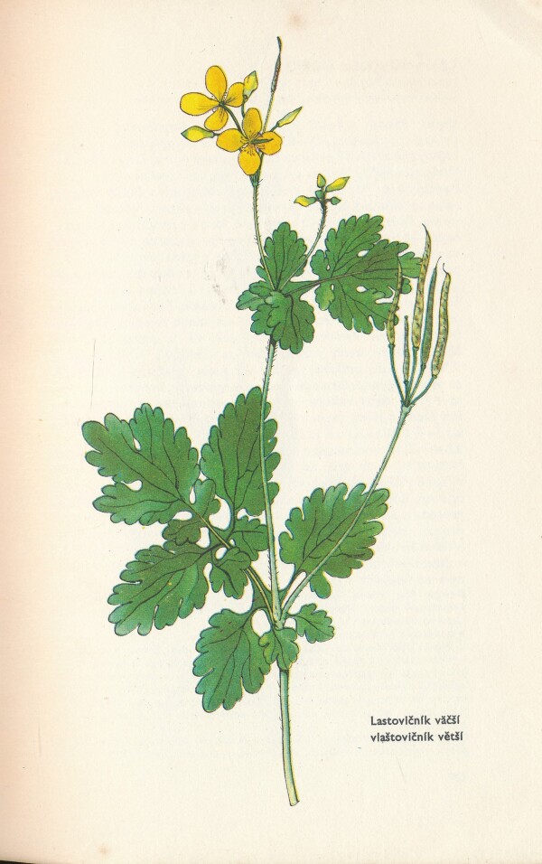 Ľ. Thurzová, J. Kresánek, Š. Mareček, K. Mika: MALÝ ATLAS LIEČIVÝCH RASTLÍN