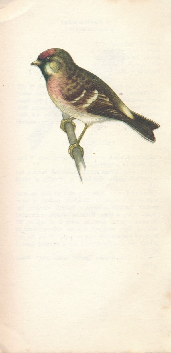 František Vilček: NAŠE VTÁKY