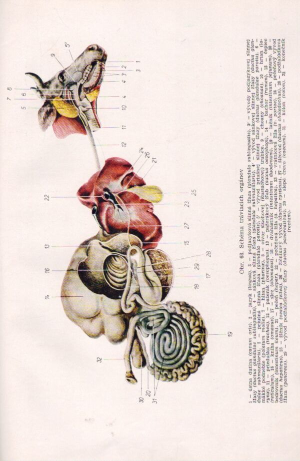 J. Nejedlý, K. Sláma: ANATÓMIA A FYZIOLÓGIA HOSPODÁRSKYCH ZVIERAT