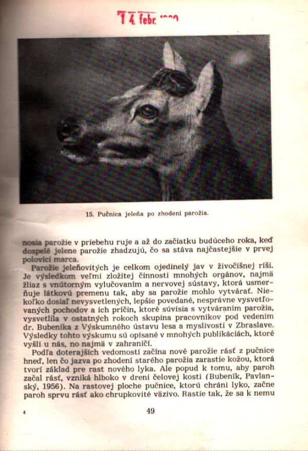 Josef Nečas: JELENIA ZVER