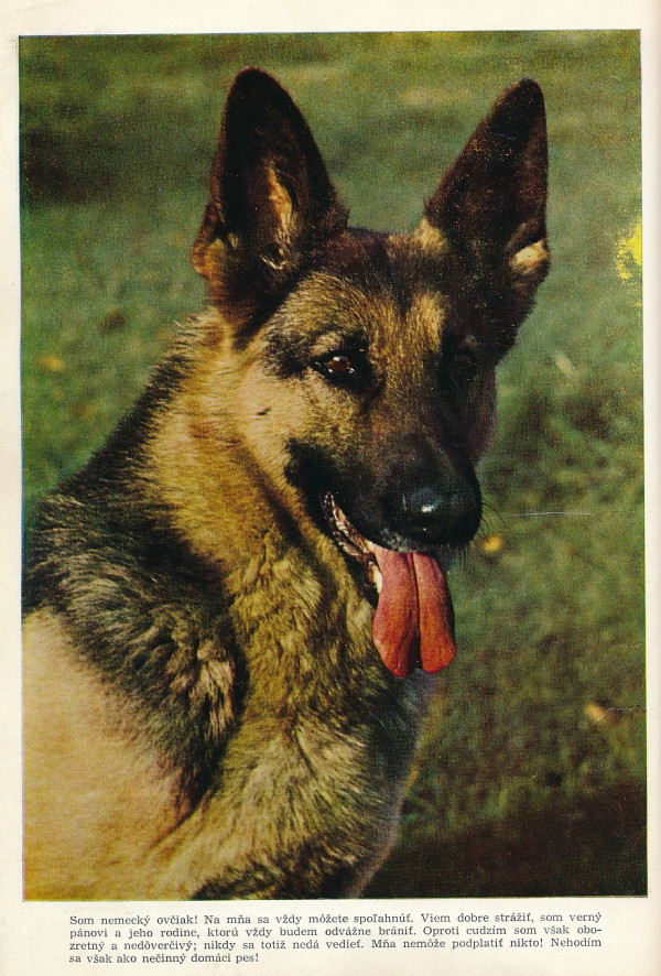 Manfred Koch-Kostersitz: 400 RÁD PRE MILOVNÍKOV PSOV