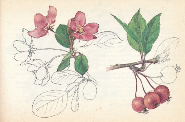 Martin Votavová Blanka Červenka: OKRASNÉ DREVINY PARKOV A ZÁHRAD