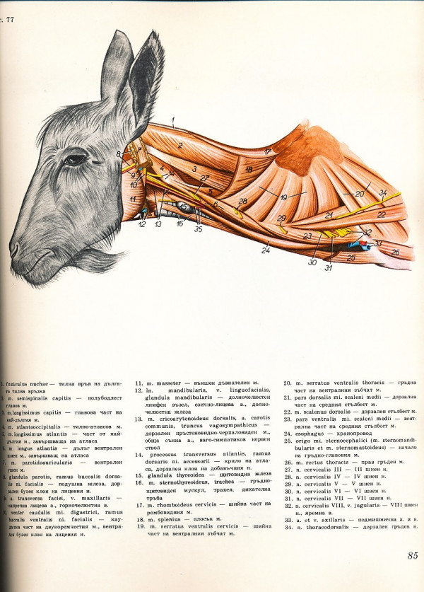 Peter Popesko: ATLAS TOPOGRAFICKEJ ANATÓMIE HOSPODÁRSKYCH ZVIERAT. DIEL I.