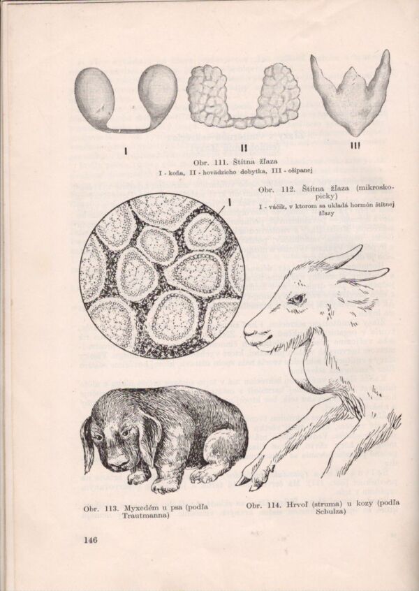 J. Nejedlý, K. Sláma: ANATÓMIA A FYZIOLÓGIA HOSPODÁRSKYCH ZVIERAT