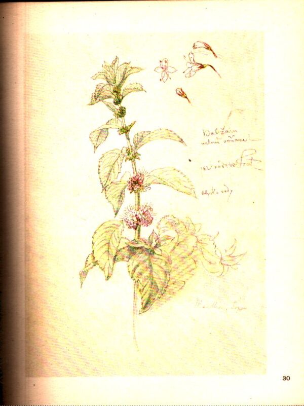 Josef Mánes: KVĚTINY