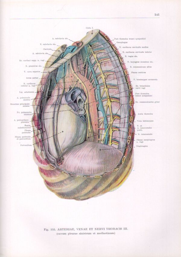 Ferenc Kiss, János Szentágothai: ANATOMICKÝ ATLAS ČLOVĚKA I-III