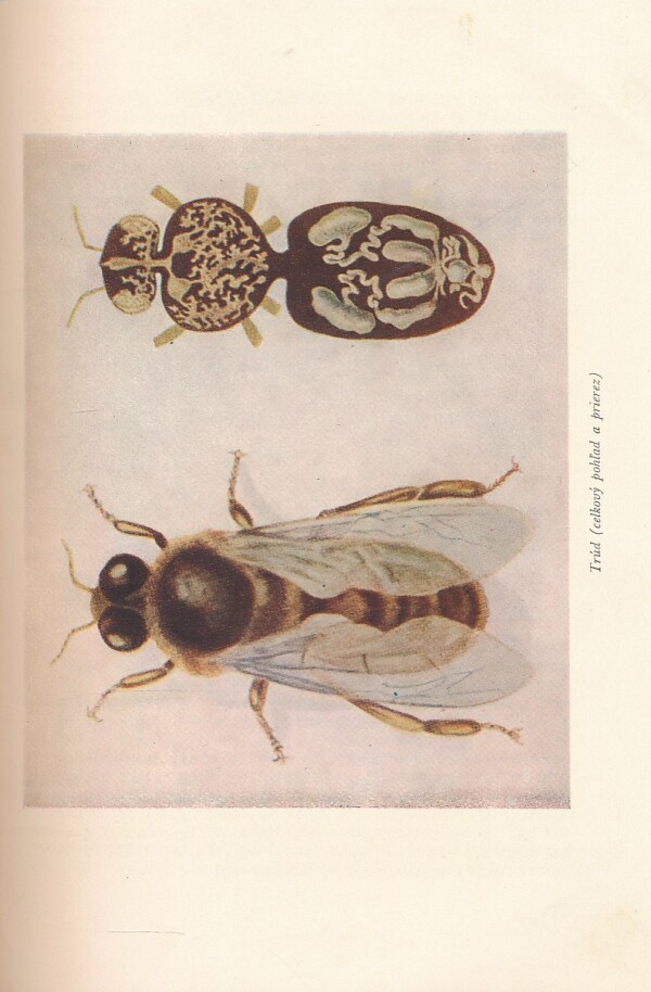 Koloman NOvacký: VČELÁRSTVO