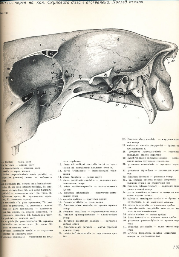 Peter Popesko: ATLAS TOPOGRAFICKEJ ANATÓMIE HOSPODÁRSKYCH ZVIERAT. DIEL I.