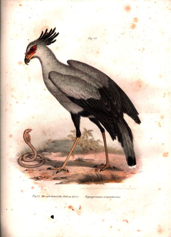 Leopolod Joseph Fitzinger: BILDER-ATLAS NATURGESCHICHTE DER VÖGEL