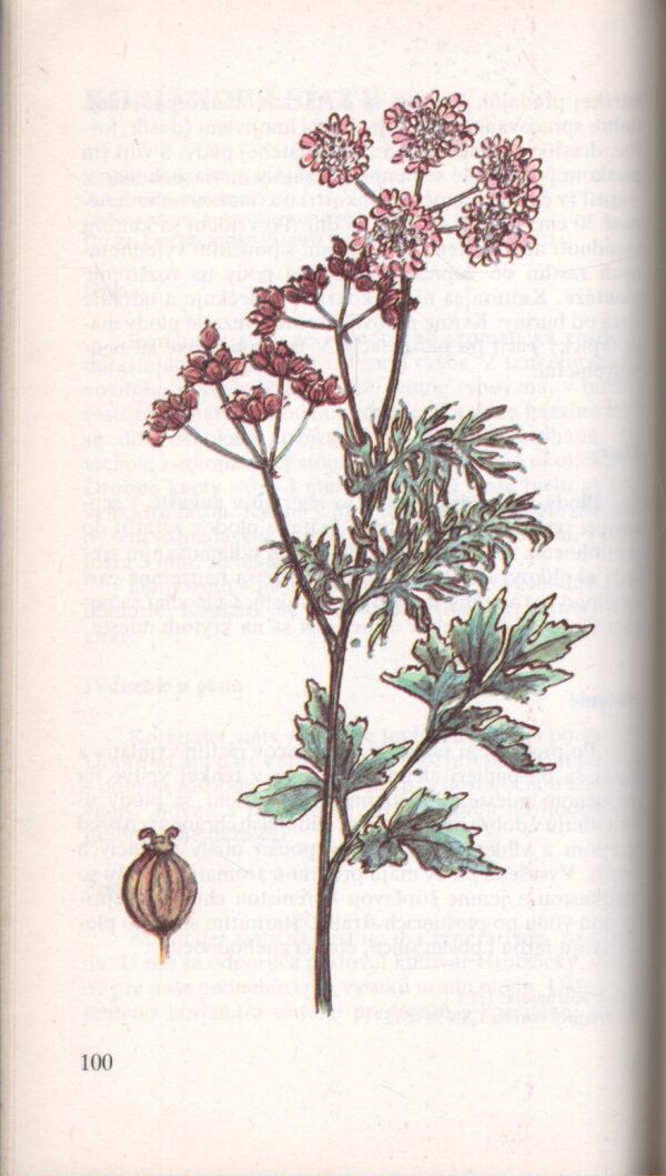 Miroslav Brabenec, Jozef Bôrik: PESTOVANIE LIEČIVÝCH A KORENINOVÝCH RASTLÍN NA MALÝCH PLOCHÁCH