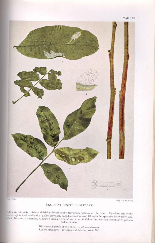 Ctibor Blattný, Bohumil Starý: ATLAS ŠKODLIVÝCH ČINITELŮ NAŠICH OVOCNÝCH PLODIN
