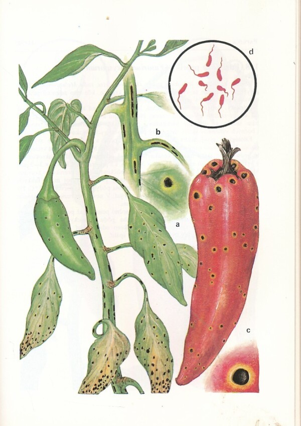 A. Studzinski, F. Kagan, Z. Sosna: ATLAS CHORÔB A ŠKODCOV ZELENINY