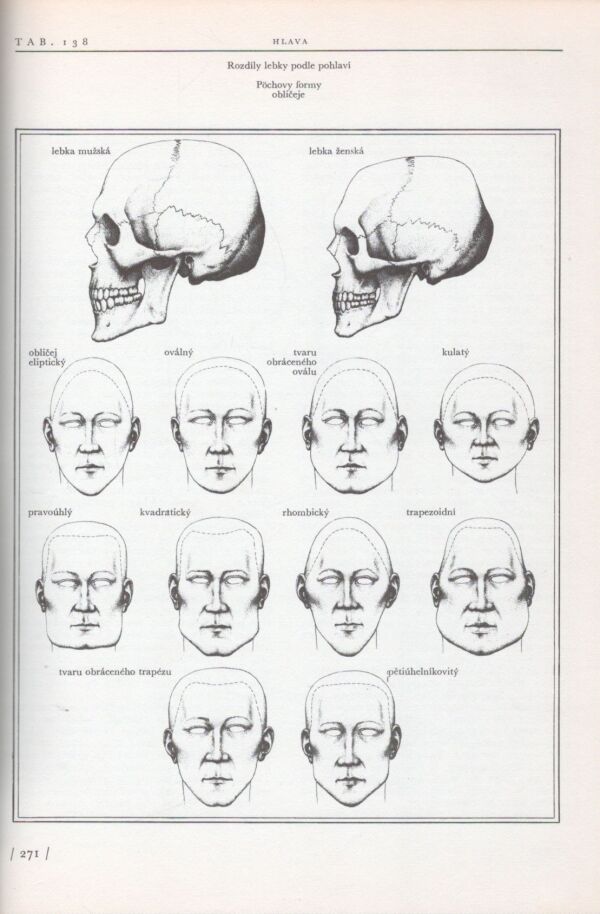 Josef Zrzavý: ANATOMIE PRO VÝTVARNÍKY