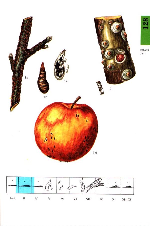 V. Zacha, kol: ATLAS CHORÔB A ŠKODCOV OVOCNÝCH DREVÍN A VINIČA