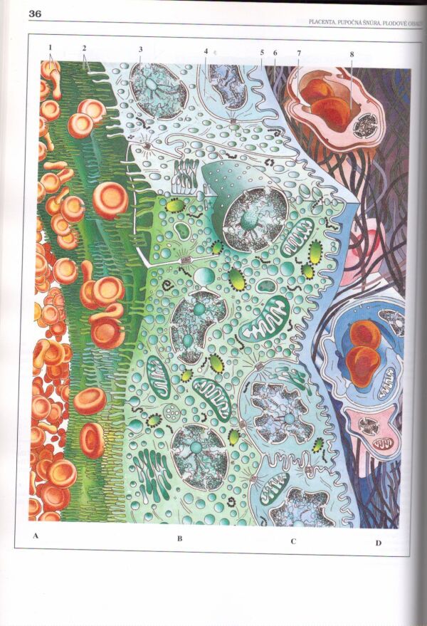Karol Kapeller, Viera Pospíšilová: EMBRYOLOGICKÝ ATLAS OF EMBRYOLOGY