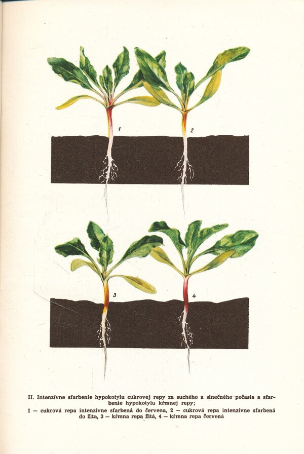 Stanislav Benc, Miroslav Lapár: CUKROVÁ REPA