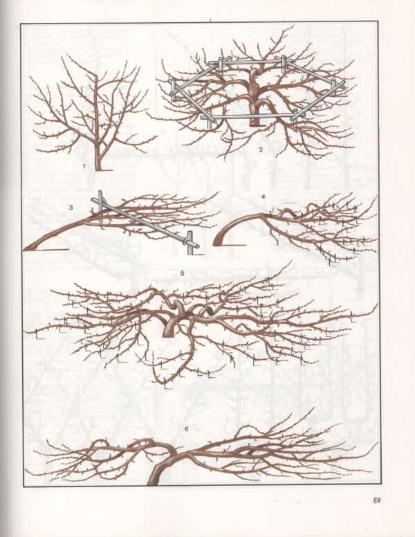 R.P. Kudriavec: TVAROVANIE A REZ OVOCNÝCH DREVÍN