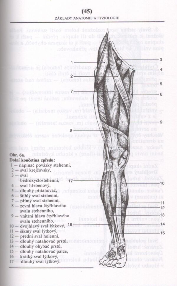 D. Pavlů, J. Kvapilík: ZÁKLADY MASÁŽE