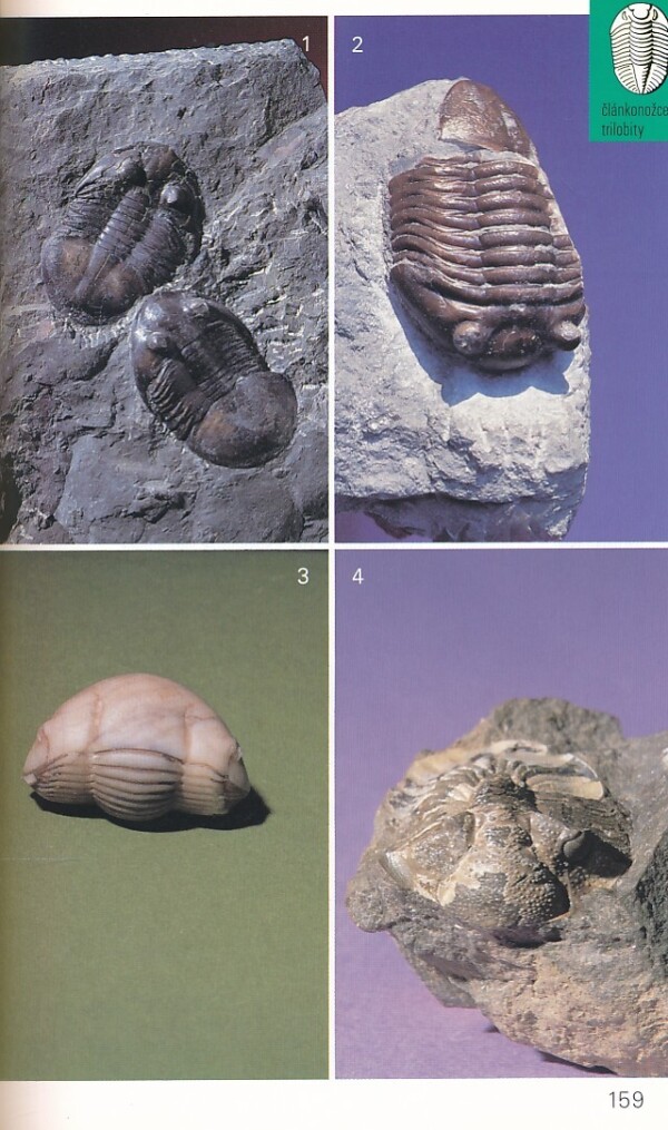 Karl Beurlen, Gerhard Lichter: SKAMENELINY