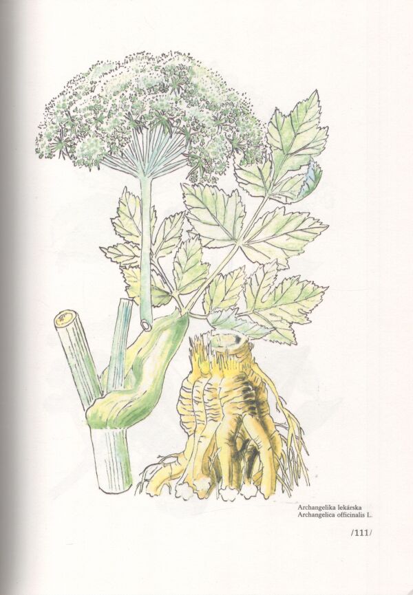 František Gašpierik: ZÁZRAK MENOM FYTOTERAPIA