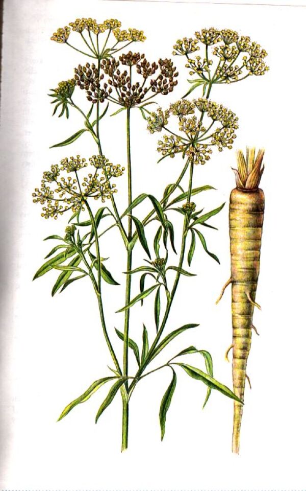 V. G. Rubcov, K. Beneš: ZELENÁ LEKÁRNA