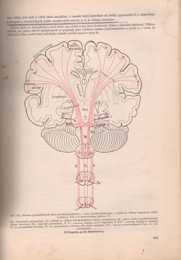 Borovanský, Žlábek, Hromada, Zrzavý, Kos: SOUSTAVNÁ ANATOMIE ČLOVĚKA I, II