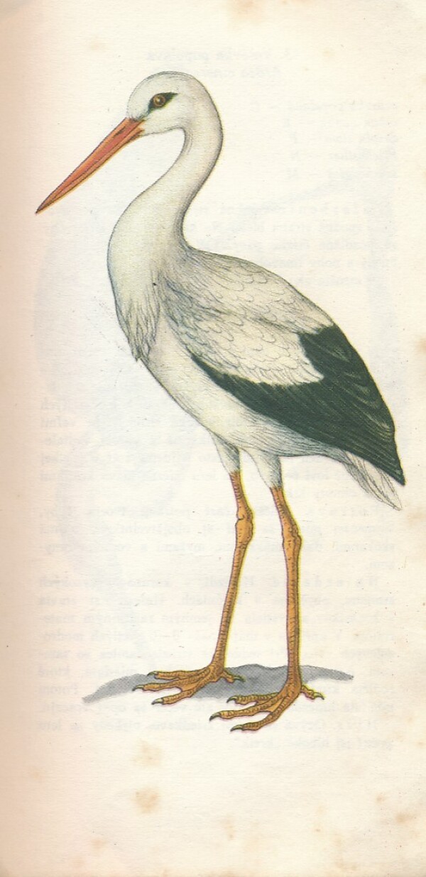 František Vilček: NAŠE VTÁKY