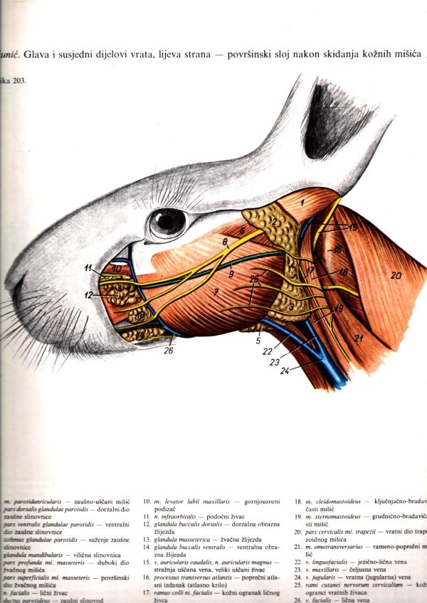 Peter Popesko: ANATOMSKI ATLAS DOMACIH ŽIVOTINJA 1