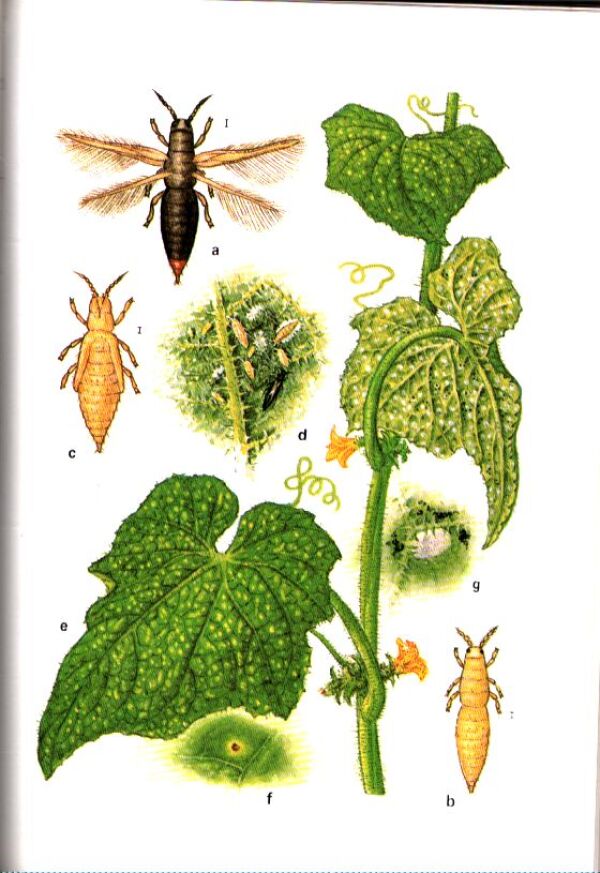 A. Studzinski, F. Kagan, Z. Sosna: ATLAS CHORÔB A ŠKODCOV ZELENINY
