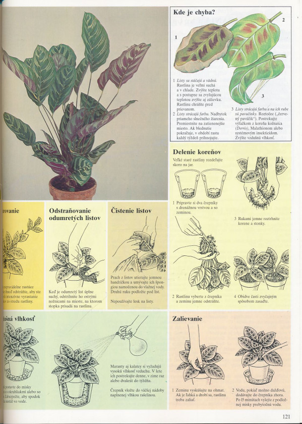 David Longman: Pestujeme izbové rastliny