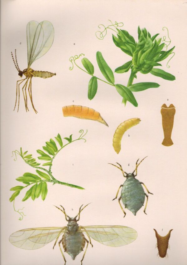 ATLAS CHOROB A ŠKŮDCŮ LUSKOVIN