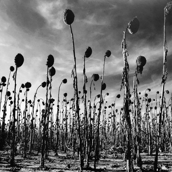 Dead Can Dance: ANASTASIS - 2 LP