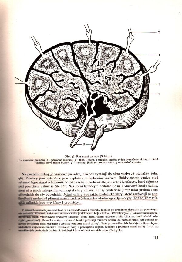 Jaroslav Fleischmann, Rudolf Linc: ANATOMIE ČLOVĚKA I+II