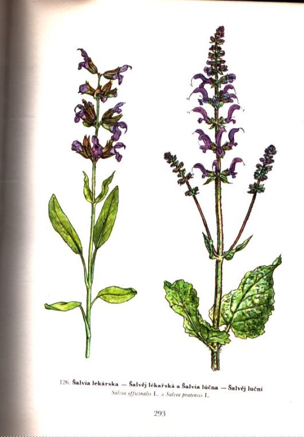 Jan Macků, Jindřich Krejča: ATLAS LIEČIVÝCH RASTLÍN