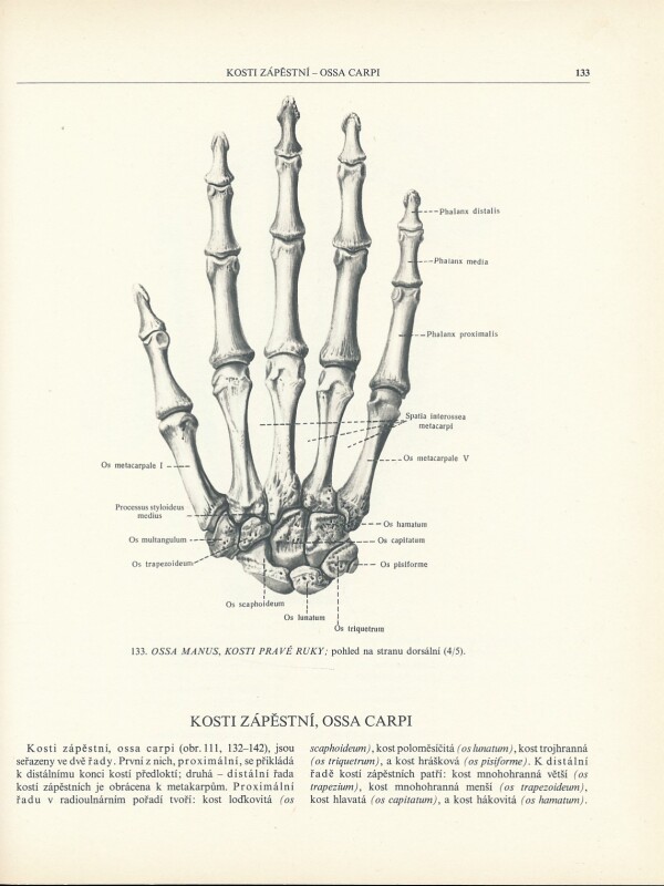 R.D. Sinělnikov: ATLAS ANATOMIE ČLOVĚKA I-III