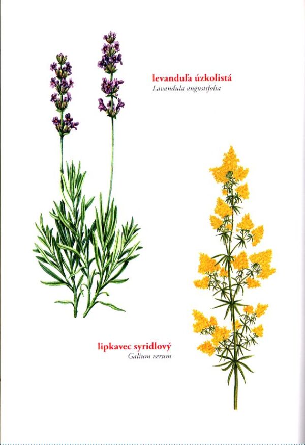 Maria Trebenová: Z MOJEJ DOMÁCEJ LEKÁRNE