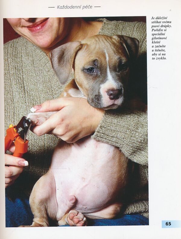 F. Favorito: Americký pitbulteriér