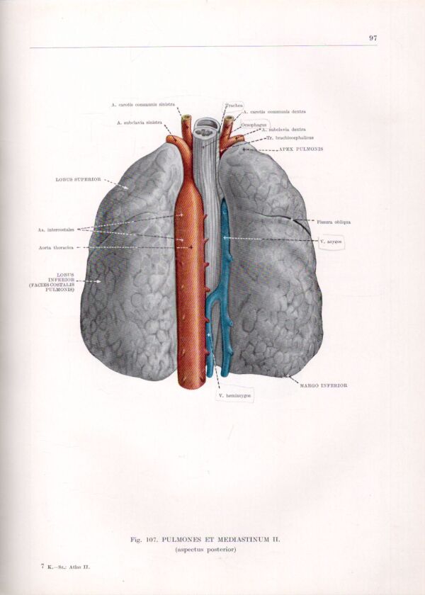 Ferenc Kiss, János Szentágothai: ANATOMICKÝ ATLAS ČLOVĚKA I-III