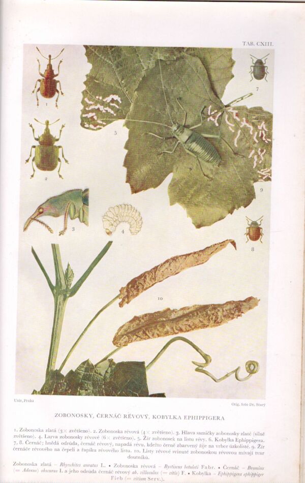 Ctibor Blattný, Bohumil Starý: ATLAS ŠKODLIVÝCH ČINITELŮ NAŠICH OVOCNÝCH PLODIN