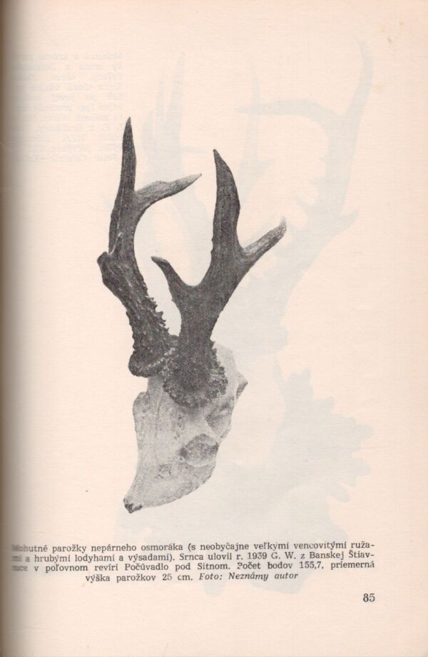 Martin Kulich: SRNČIA ZVER