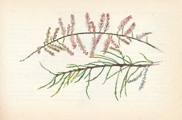 Martin Votavová Blanka Červenka: OKRASNÉ DREVINY PARKOV A ZÁHRAD