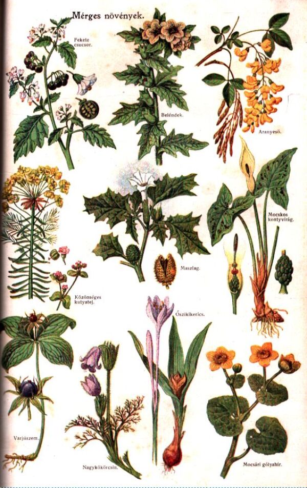 AZ ÚJ TERMÉSZETES GYÓGYMÓD