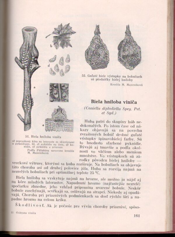 O. Majerník, O. Foltýn: OCHRANA VINIČA