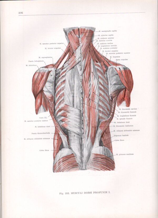 Ferenc Kiss, János Szentágothai: ANATOMICKÝ ATLAS ČLOVĚKA I-III