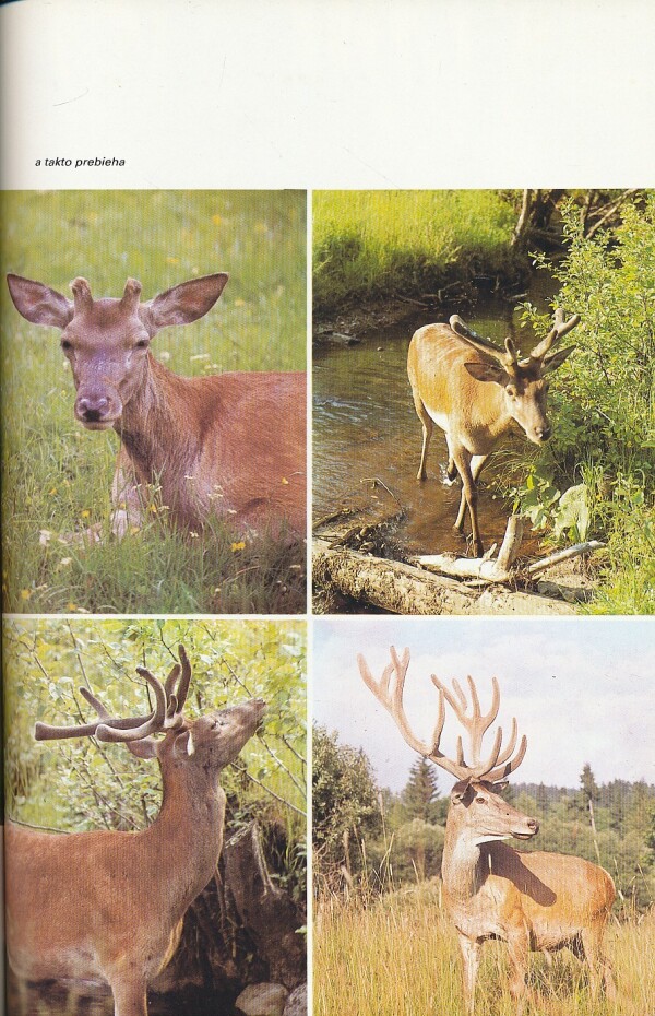 Marián Šagát: POĽANA